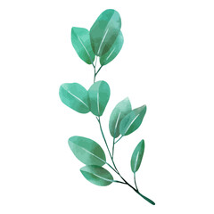 Watercolor botanical delicate plant drawing