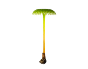 Bright green delicate mushroom with long thin yellow stem and umbrella cap on isolated background