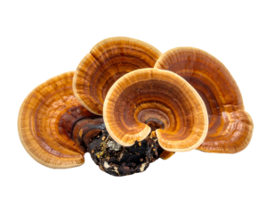 Cluster of brown and orange reishi ganoderma medicinal bracket mushrooms with concentric rings on isolated background