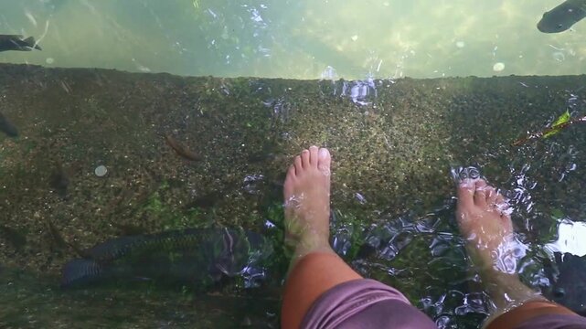 Bare feet soaking in a pond surrounded by swimming and nibbling nile tilapia (Oreochromis niloticus) fish, a candid fun experience at the Old Enchanted Balete Tree in Lazi Siquijor, Philippines