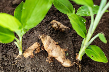 Fresh turmeric sprout emerging from the fertile soil, showing its young green leaves and exposed rhizome. A close-up capturing early plant growth, herbal farming, and natural organic cultivation.