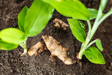 Fresh turmeric sprout emerging from the fertile soil, showing its young green leaves and exposed rhizome. A close-up capturing early plant growth, herbal farming, and natural organic cultivation.