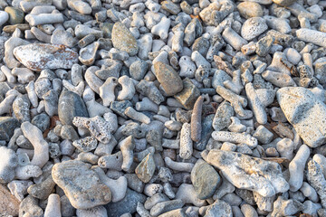 closeup of a dead coral beach