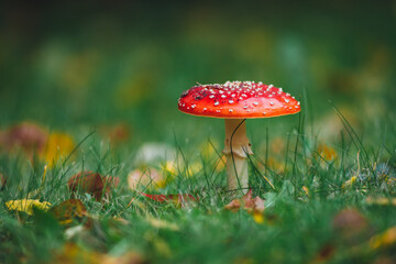 fly agaric mushroom on green grass background