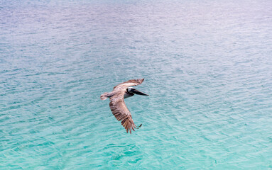 brown pelican, british virgin island
