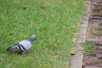 Pigeons walking to find food on the grass. Focus on the bird in black eyes. Pigeons  body is bluish-gray with two black stripes on wings. Neck of male pigeon is often iridescent green or dark purple.
