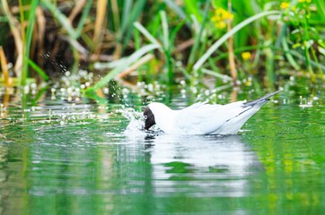 Bright sunlight dances on the water's surface as a gull makes a swift dive, creating splashes. Tall...