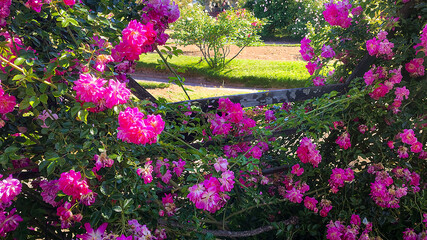 Rosedal del prado rose garden, montevideo, uruguay