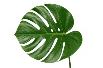 Monstera deliciosa leaf on transparent background, a popular houseplant for home decoration and tropical design