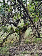 Ripe Carob Pods on Algarrobo Tree &ndash; Close-Up of Thick Tree Trunk and Branches