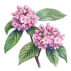 Viburnum Flower, detailed watercolor painting, isolated on a white background.