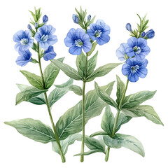 watercolor graphic of Veronica Flower illustration, isolated on a white background.