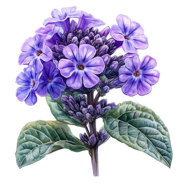 Verbena Flower, beautiful watercolor illustration, isolated on a white background, soft and delicate colors.