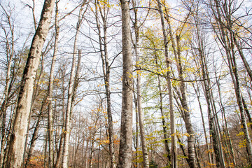 Fototapeta premium long trees in the woods