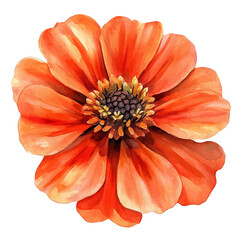 Tithonia Flower, beautiful watercolor illustration, isolated on a white background, soft and delicate colors.