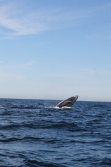 Obraz premium boat on the sea