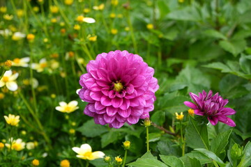 Obraz premium dahlia