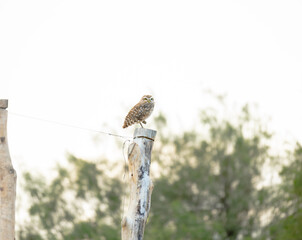 Fotografía de campo de un búho vizcachero (Athene cunicularia) posado sobre un poste de madera rústico que forma parte de un alambrado