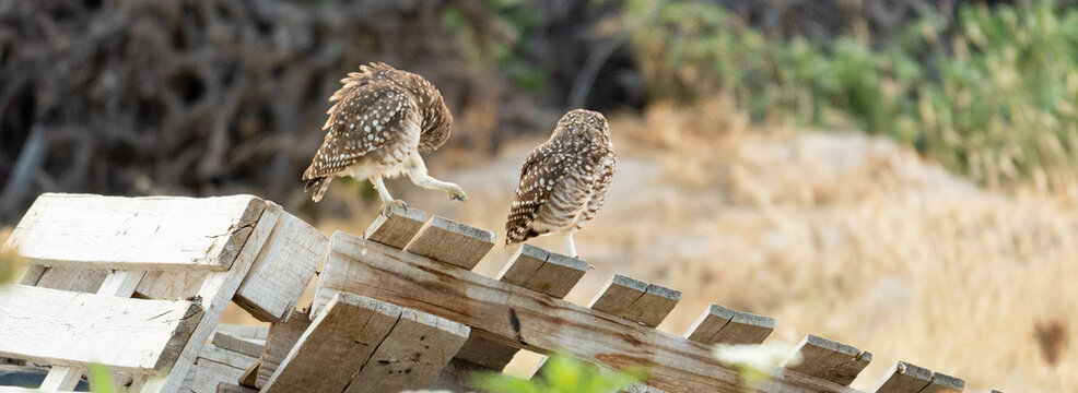 Primer plano de dos peque&ntilde;os b&uacute;hos vizcacheros (Athene cunicularia o Speotyto cunicularia) posados sobre una pila de palets o tablones de madera en un entorno rural