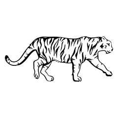 Tiger hand drawn walking