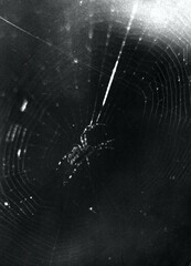 Old retro vintage photo of spider on web