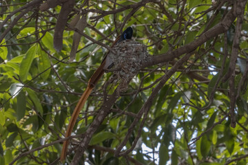 Paradise flycatcher nest high in tree. Mmale (longer tail) attending to his newly hatched chicks.