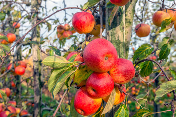 Delicious red apples on a tree in the orchard. It's autumn, and most of the apples have already been picked.