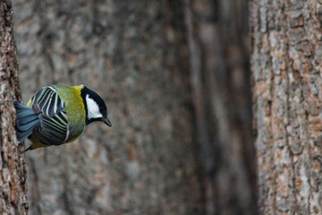 Close-up of a Great Tit Perched on Tree Bark, Profile View.