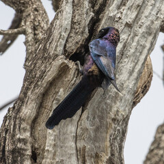 Burchell's starling at its nest feeding its newly hatched chicks