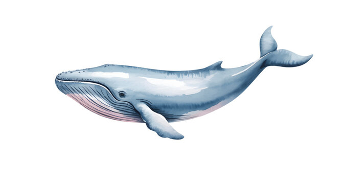 Watercolor blue whale isolated on a white background victor illustration. Marine whale in soft watercolor style.