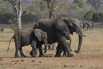 Elephant walking in the Kruger Park to get to water