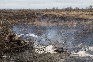 Evidence of controlled burning in the Kruger Park to encourage new growth