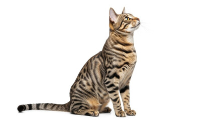 A bengal cat sitting upright looking up on atransparent background