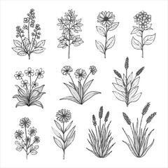 Hand drawn botanical plant and flower sketch illustration set