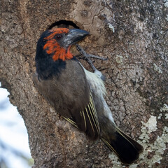 Lybius torquatus, a black-collared barbet at its nest in a hole in a tree Pretoriuskop Camp in Kruger Park