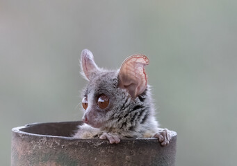 Lesser bushbaby about to emerge for a night of foraging from its day time hiding place ina metal fence pole, Crocodile Brige Camp, Kruger Park