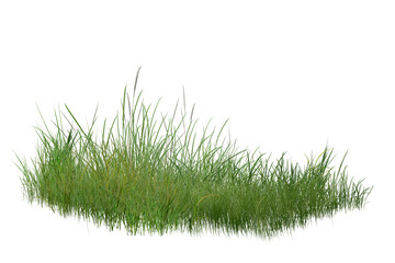 grass isolated on white background