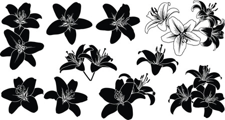 Elegant Black and White Lily Flower Vector Illustration, Detailed Botanical Drawing of Lilium Plant with Outlines, Perfect for Vintage and Modern Floral Designs, Isolated on White Background.