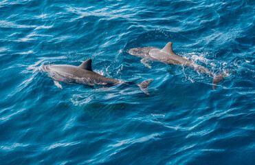 Obraz premium Two dolphins swimming together in light bluw water