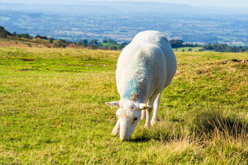 Cheviot sheep grazing on Titterstone Clee hill in Shropshire, UK