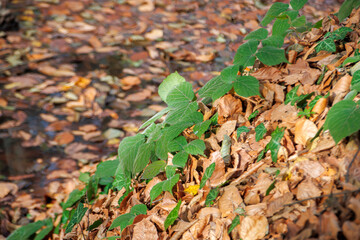 selective shot green leaves and fallen autumn leaves on the ground
