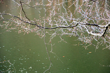 bare tree branches over calm water of lake