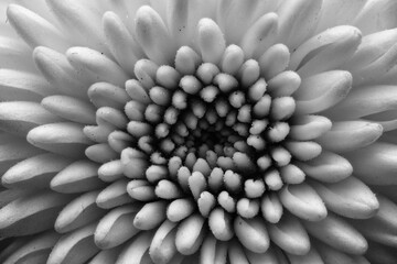 crysanthemum in black and white close up