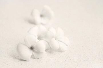 Flower frangipani on white background