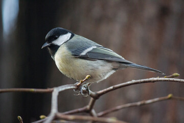 A close-up (portrait) of a beautiful Great Tit (Parus major) with bright yellow-green plumage, perched on a thin bare branch on a cold day.