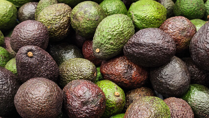 colorful ripe raw avocados texture green brown alligator pears background