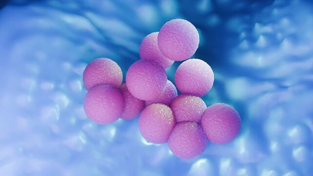 3D Medical Animation of MRSA Bacteria Staphylococcus Aureus Superbug Cluster
