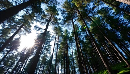 Sun through tall pine trees
