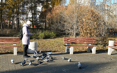 Older woman watches pigeons in a park during a sunny day in autumn