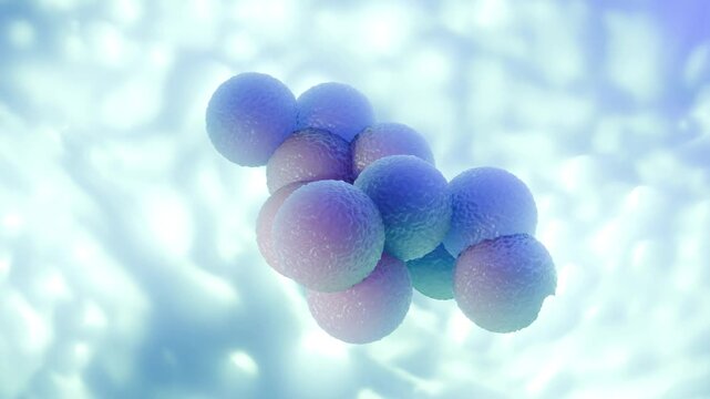 3D Medical Animation of MRSA Bacteria Staphylococcus Aureus Superbug Cluster